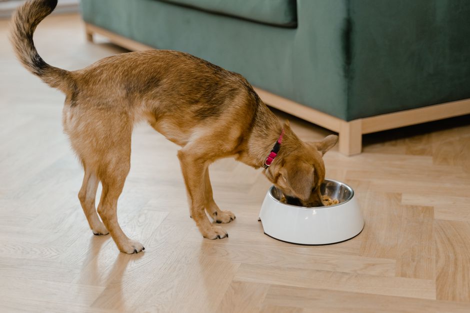 Can Dogs Eat Bananas? The Dos and Don'ts of Feeding Fruit to Pups