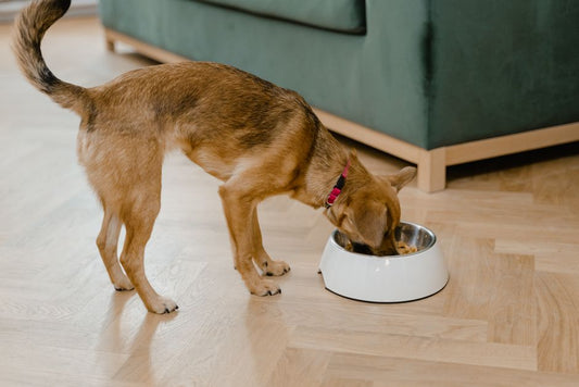 Can Dogs Eat Bananas? The Dos and Don'ts of Feeding Fruit to Pups