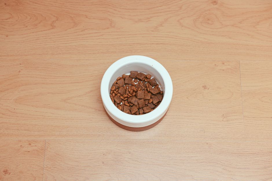 Is Grain-Free Dog Food Safe? What Pet Parents Need to Know