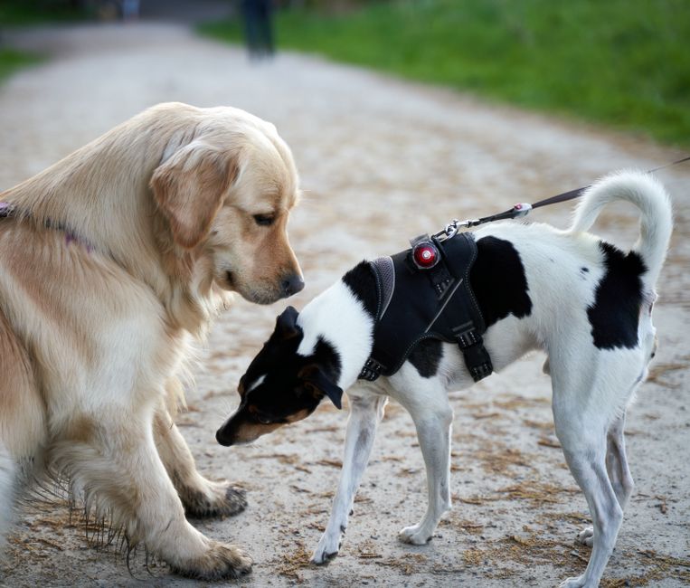 How can I control my dog around other dogs?