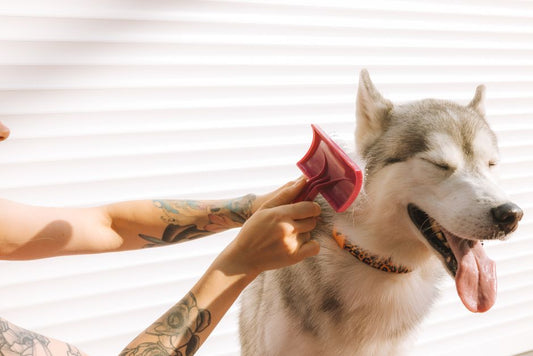 The Ultimate Pet Care Checklist: How to Keep Your Furry Friend Happy and Healthy