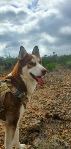 Trail walks feel much easier now