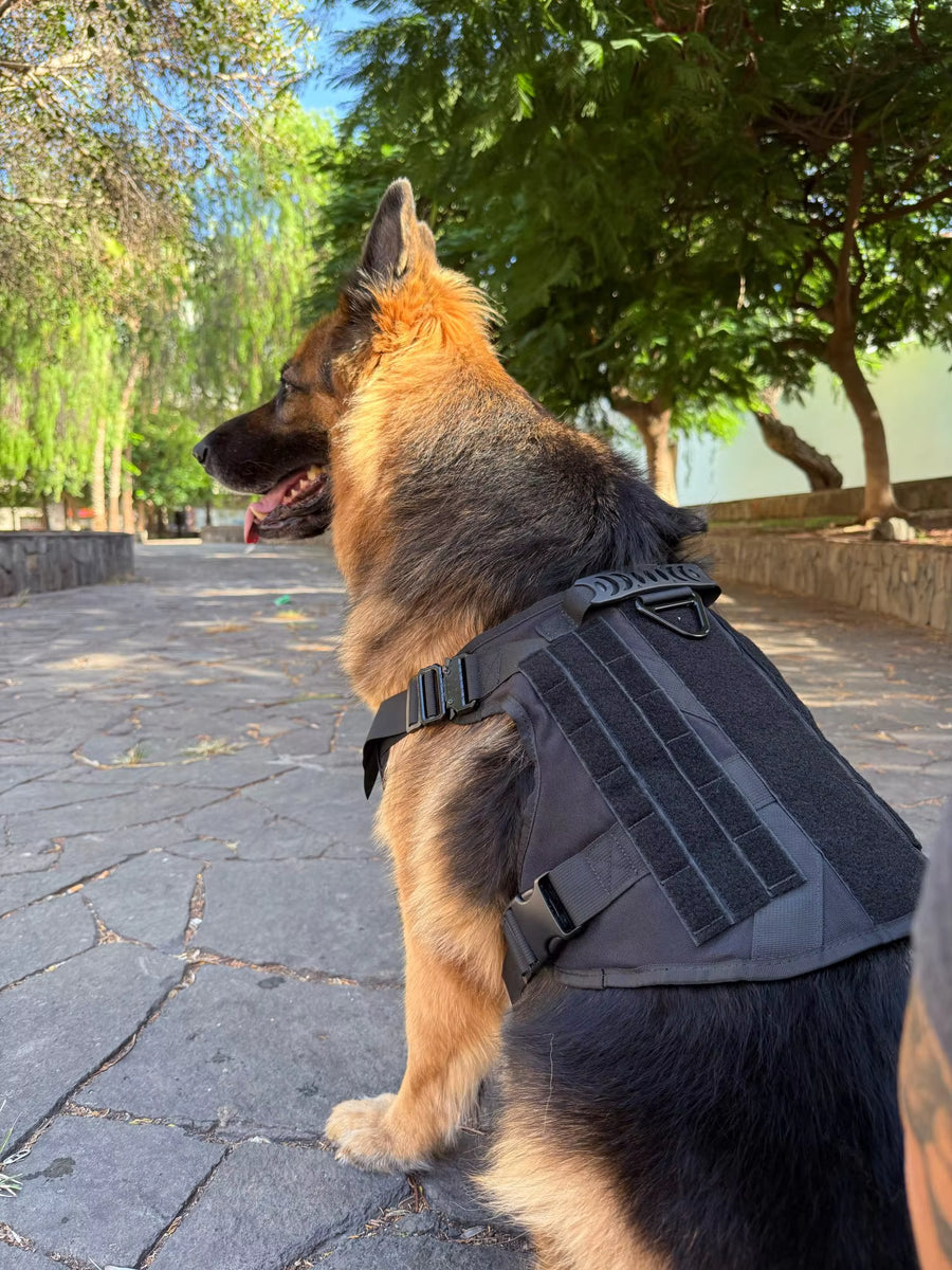 Feels secure for a strong Shepherd