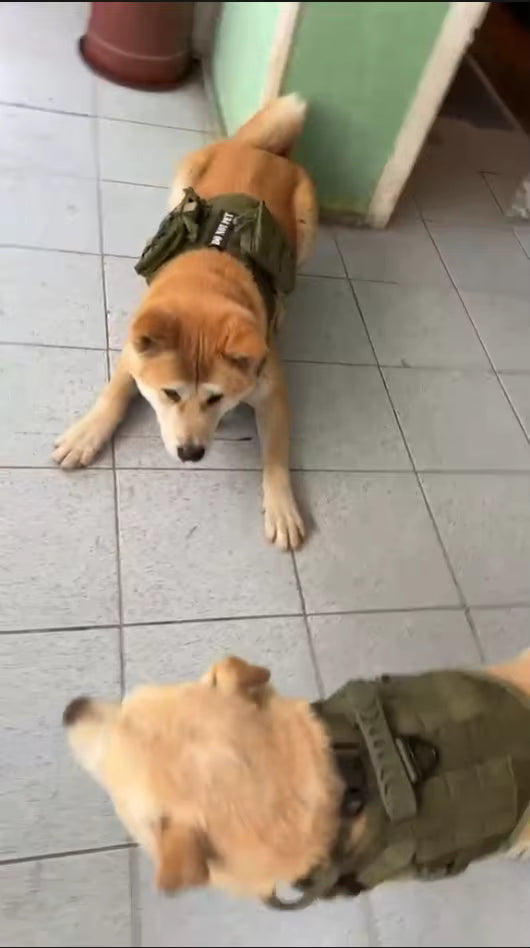 Much easier walks with my Shiba
