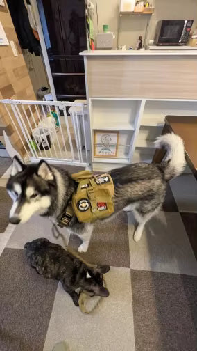Better control with my Husky
