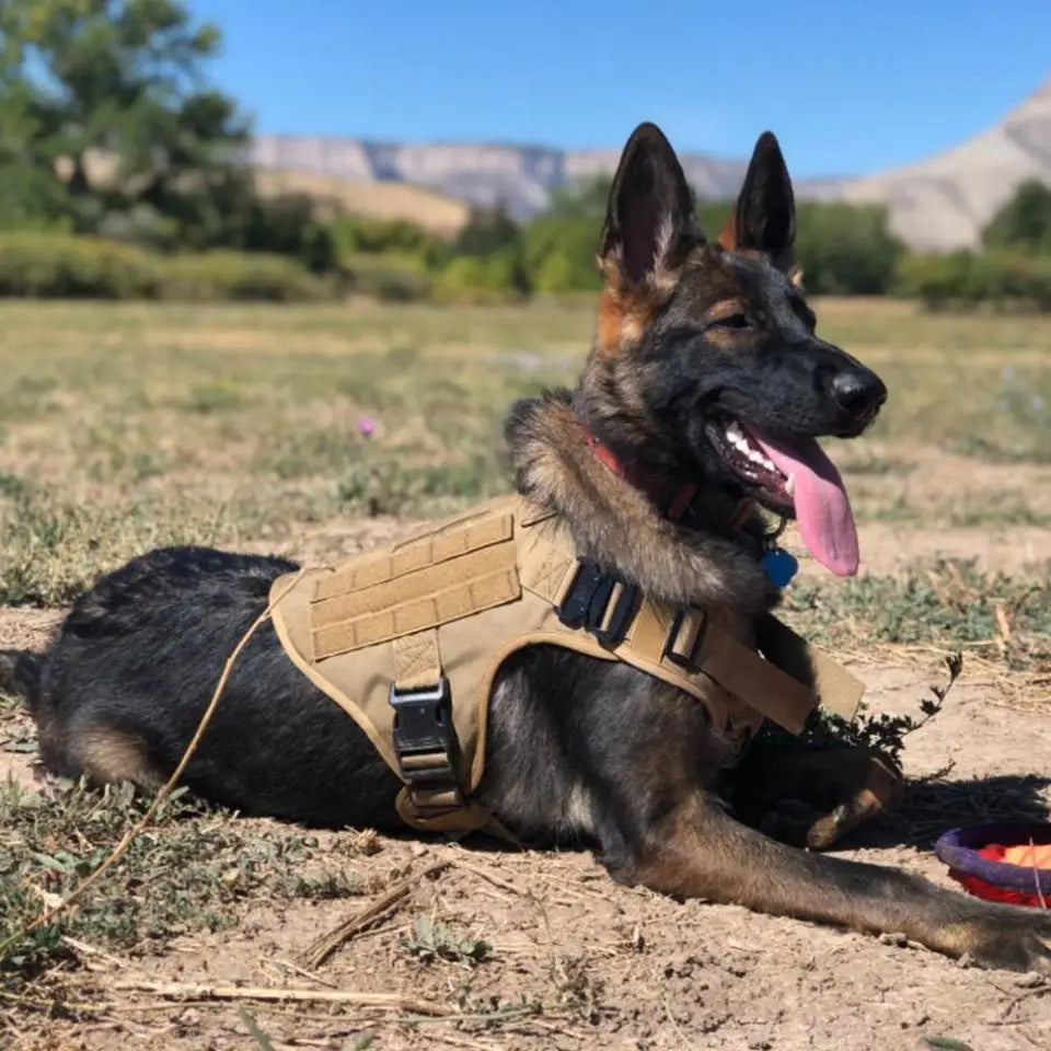 PetNest™ K9 Ultimate Control Set