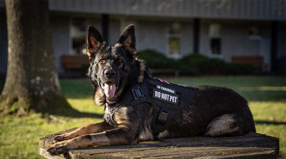 PetNest™  K9 No-Pull Control Harness